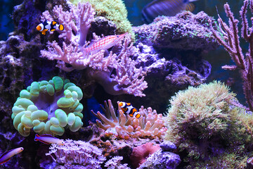 Reef tank, marine aquarium. Blue aquarium full of fishes and plants. Tank filled with water for keeping live underwater animals. Gorgonaria, Clavularia. Zoanthus. Zebra apogon. Zebrasoma. Percula.