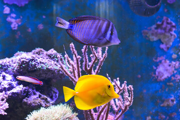 Reef tank, marine aquarium.