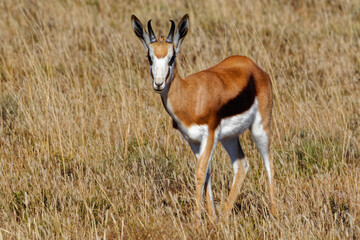 Springbok with large eye lashes facing camera