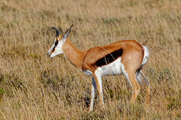 Springbok standing in tall grass