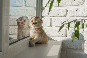 A small beautiful fluffy chinchilla kitten is playing on the windowsill by the window in sunny weather