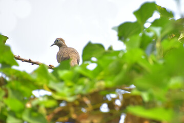 Freedom dove is very beautiful color decorate in nature.