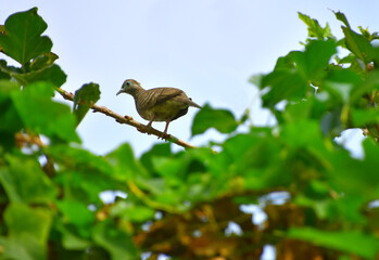 Freedom dove is very beautiful color decorate in nature.