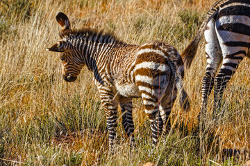 Young Mountain Zebra foal shaking head