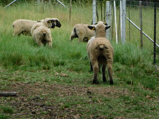 Rear view closeup of Hampshire sheep backsides with cute little button tails, beige , white woolly...