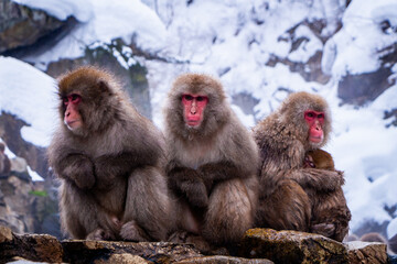 Fototapeta premium Snow Monkeys Soak in Hotsprings