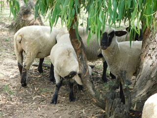 Closeup of Hampshire sheep standing under a tree huddled together in the shade with the Eucalyptus...