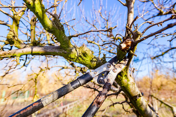 Blade of long shears as pruning fruit trees in the orchard