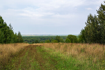 Fototapeta na wymiar forest road, landscape