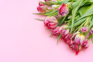 Obraz na płótnie Canvas Spring background, Bouquet colorful tulips on pink background. Cooling greeting card for Valentine's day, woman's day, mother's day and Easter, universal selective focus wallpaper