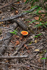 Sumpf Landschaft im Congaree National Park, South Carolina