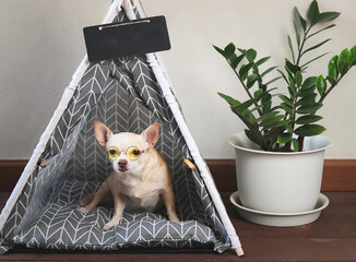 brown short hair Chihuahua dog wearing  yellow sunglasses in gray teepee tent. Pet friendly hotel, travel with dog.