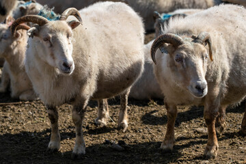 Sheep breeding in Iceland