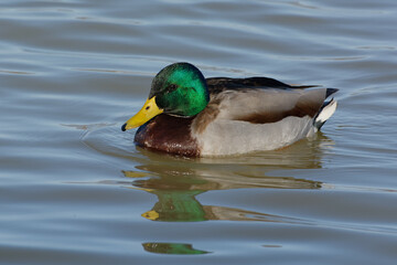 Male Mallard (Anas platyrhynchos)