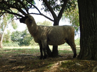 Closeup portrait photo of a Hampshire ewe sheep standing under a tree in the shade looking out into...