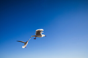 Seagulls on the blue in morning sunlight
