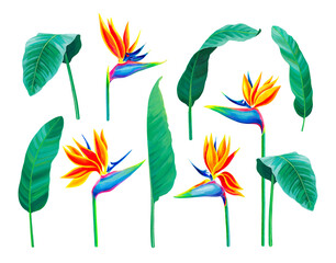 Obraz premium Hand painted illustration of Sterlitzia flower. Acrylic bird of paradise flower. Perfect for invitations, greeting cards, posters, postcards, and other printed goods