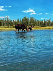 horse in the water