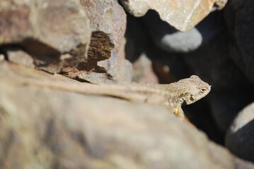 Lizard