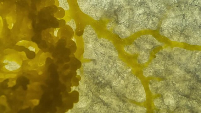 Schleimpilz Plasmodium (Physarum polycephalum)