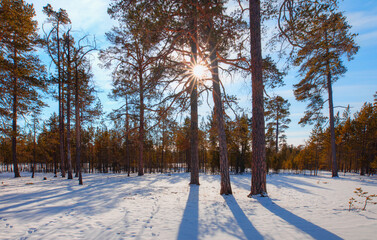 Amazing sunset in the winter forest with shadows of trees on the snow - Siberia