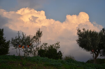 Photos taken at sunset while on a stroll through the beautiful Aqueducts Park in Rome, with the...