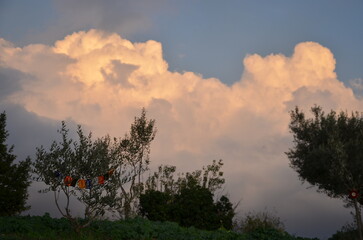 Photos taken at sunset while on a stroll through the beautiful Aqueducts Park in Rome, with the...