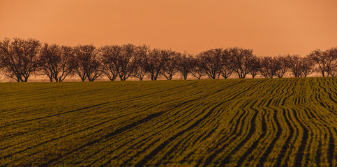 Fototapeta na wymiar Agricultural plantation during sunset in spring. A row of trees at the skyline.