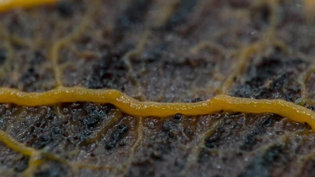 Schleimpilz Plasmodium (Physarum polycephalum)