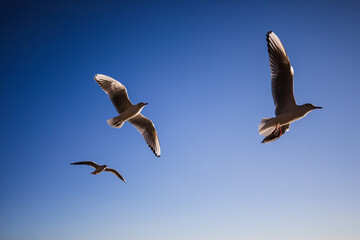Three seagulls soar on the blue in morning sunlight
