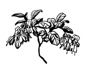drawing picture of blooming lingonberry twig isolated on white background, sketch, hand drawn digital vector illustration