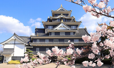 Okayama castle (Ravens Castle, Black castle) and sakura flowers, Okayama city, Japan. Spring sakura blossom season