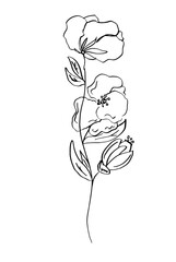 Delicate poppy flower. Minimalist flower drawing. Black and white sketch.