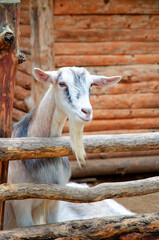 A goat on a farm stands near a wooden fence and looks ahead. High quality photo