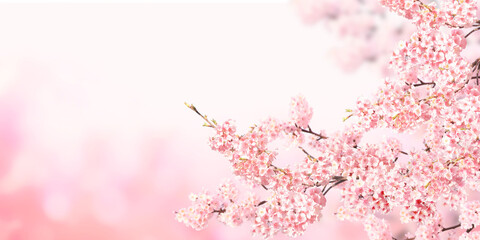 Horizontal banner with sakura flowers of pink color on sunny backdrop - obrazy, fototapety, plakaty