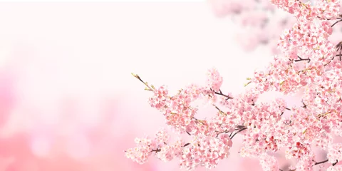 Poster Horizontal banner with sakura flowers of pink color on sunny backdrop © frenta