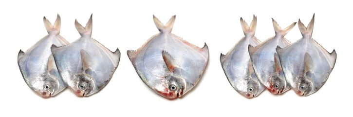 fresh pomfret isolated on a white background 