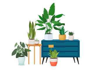 Various houseplants in pots in the interior. Large and small indoor plants stand on a chest of drawers, a stool and on the floor. Vector illustration