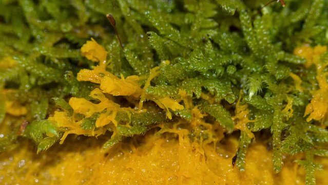 Physarum Bilder Durchsuchen 313 Archivfotos, und