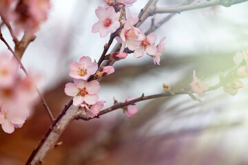 Almond tree branch with flowers