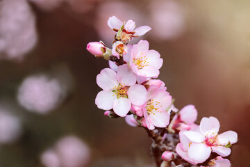 Almond tree branch with flowers