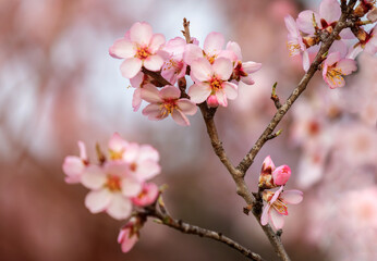 Almond tree branch with flowers