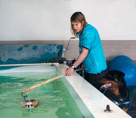 chihuahua and hydrotherapy