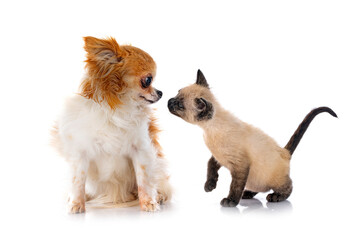 Obraz premium chihuahua and kitten