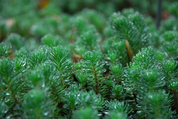 Close-up of raindrops on pine saplings in the undergrowth