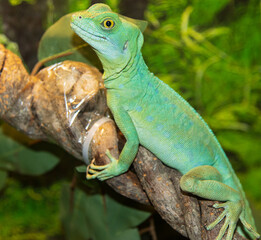 green lizard gecko on a branch