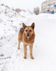 A stray dog in winter. A portrait of large mixed-breed stray dog Sheepdog off to the side against a winter white background. Copy space. The dog's eyes search for its owner.