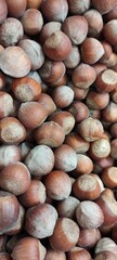 Hazelnut unpeeled in shell. roasted hazelnuts