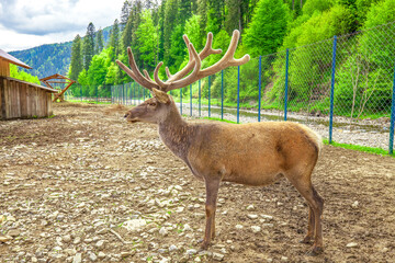 Red deer with big velvet horns stand on ground. Big adult stag profile, sun light day at farm