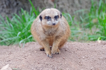 Fototapeta premium Erdmännchen ( Suricata suricatta ).